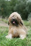 TERRIER DU TIBET 342